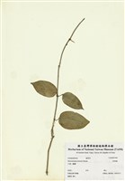 藏品(布朗藤)的圖片